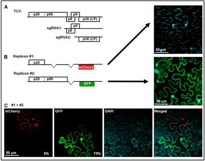 A New Mechanistic Model for Viral Cross Protection and Superinfection Exclusion